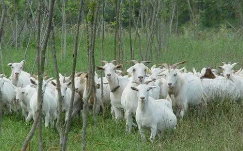 如何养羊,吃羊肉